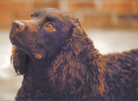 SPANIEL DE APA AMERICAN